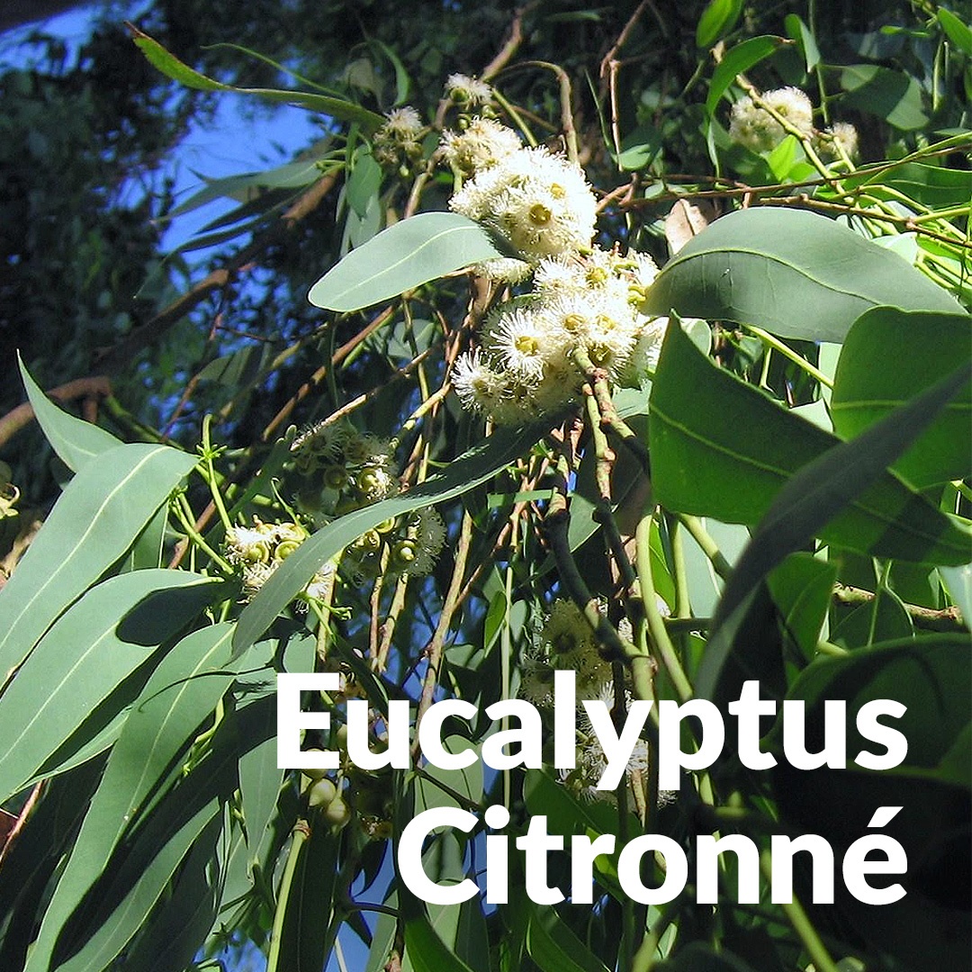 Eucalipto limón