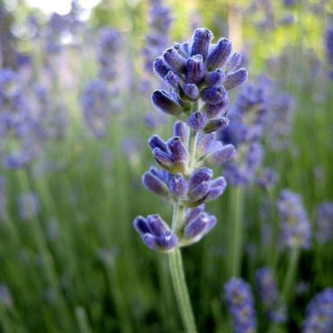 Lavanda fina de altura — photo 3