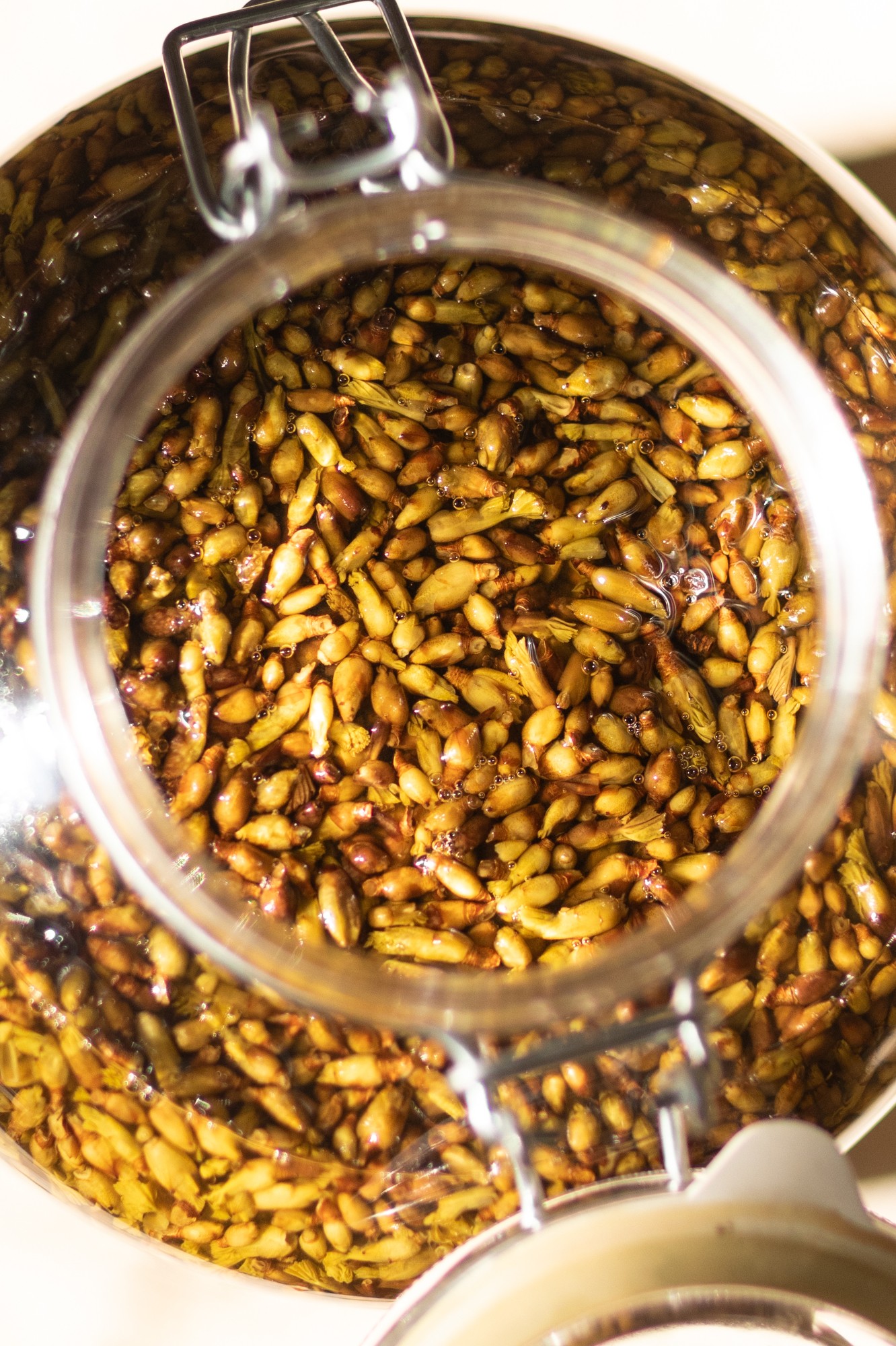 Decouvrez la distillation Macerado de yemas de grosella negra 100% ecológico y artesanal
