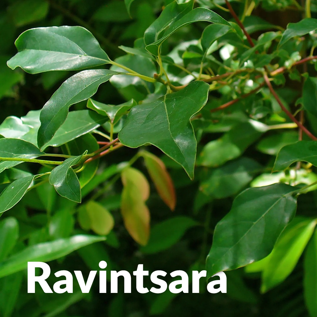 Ravintsara