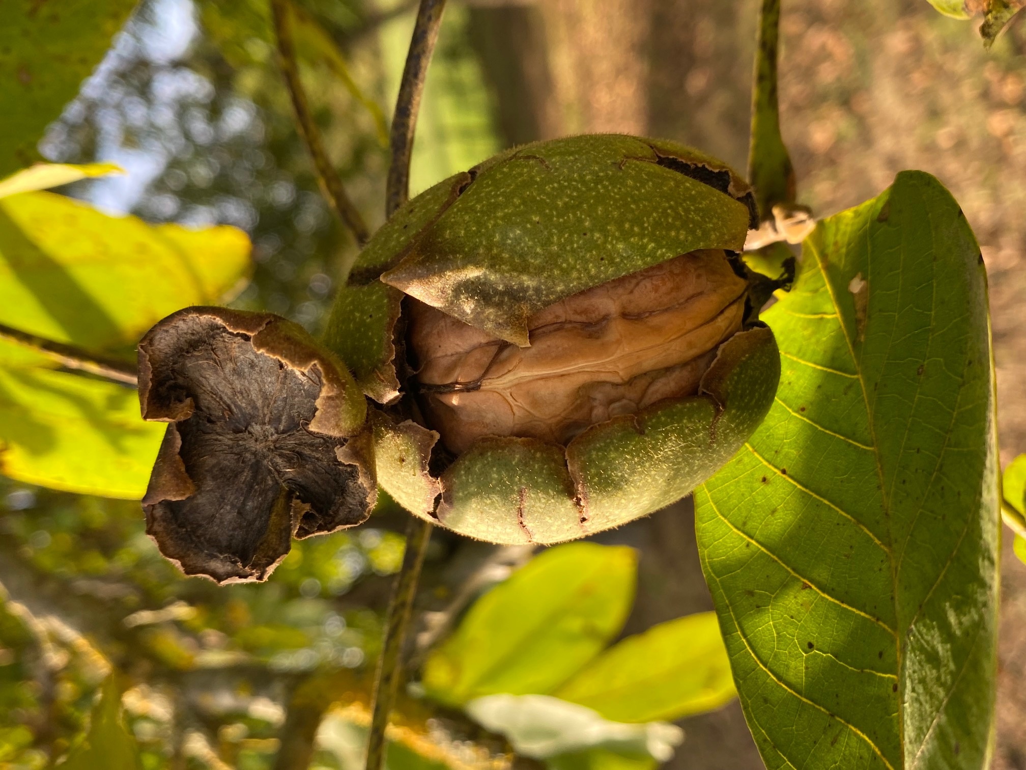 Decouvrez la distillation Macerado de brotes de nuez 100% ecológico y artesanal
