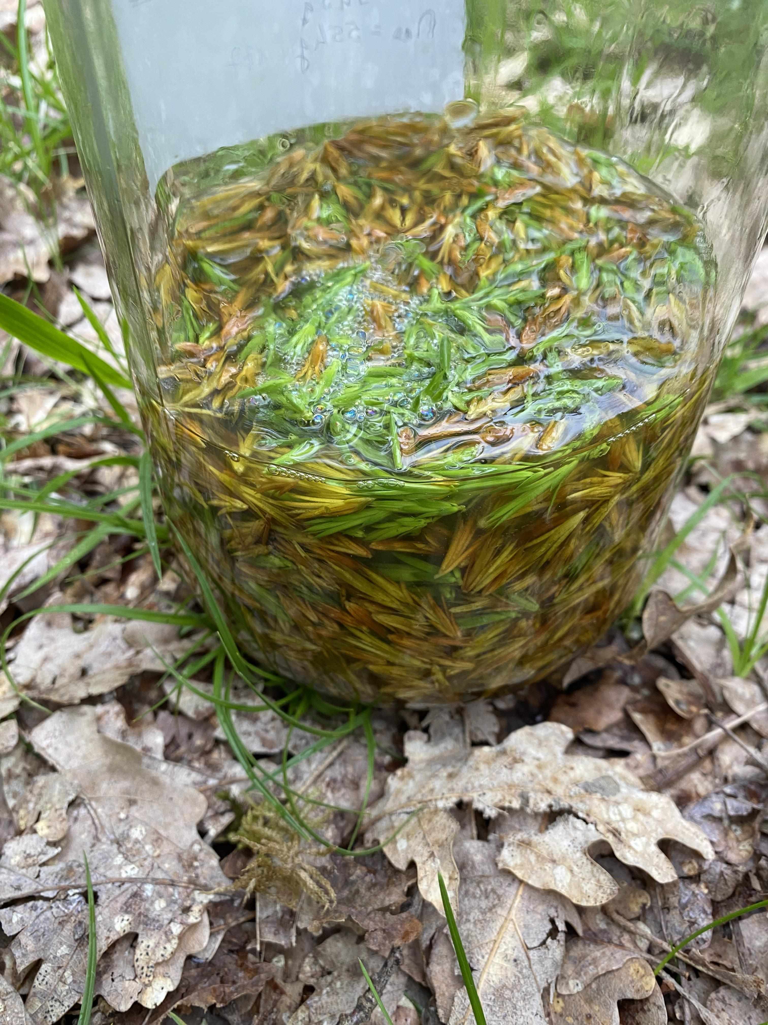 Decouvrez la distillation Macerado de yemas de enebro 100% ecológico y artesanal