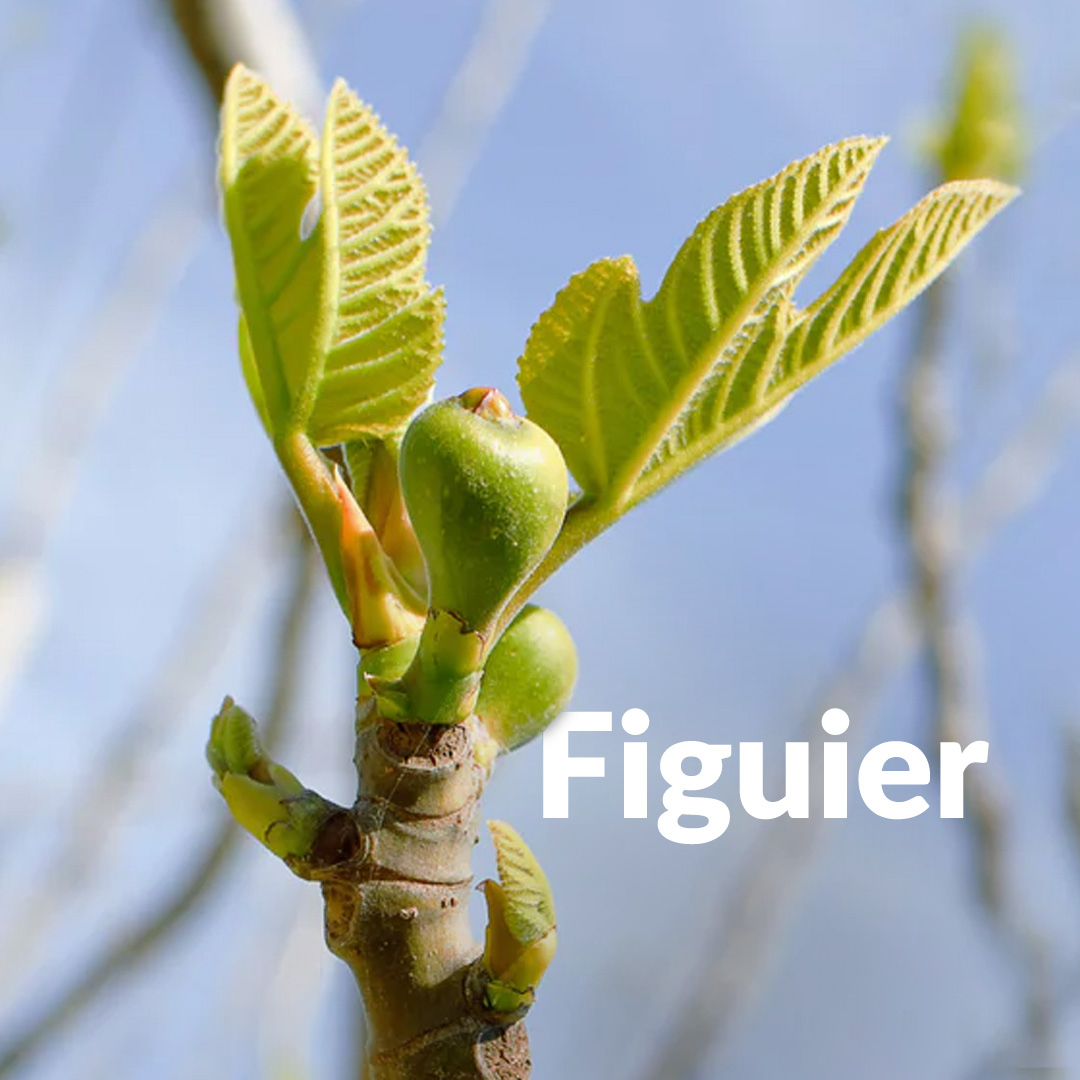 Higuera (brote)