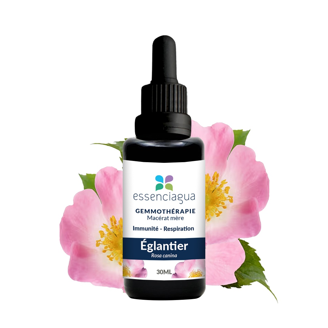Macerado de brotes de rosa mosqueta 100% ecológico y artesanal