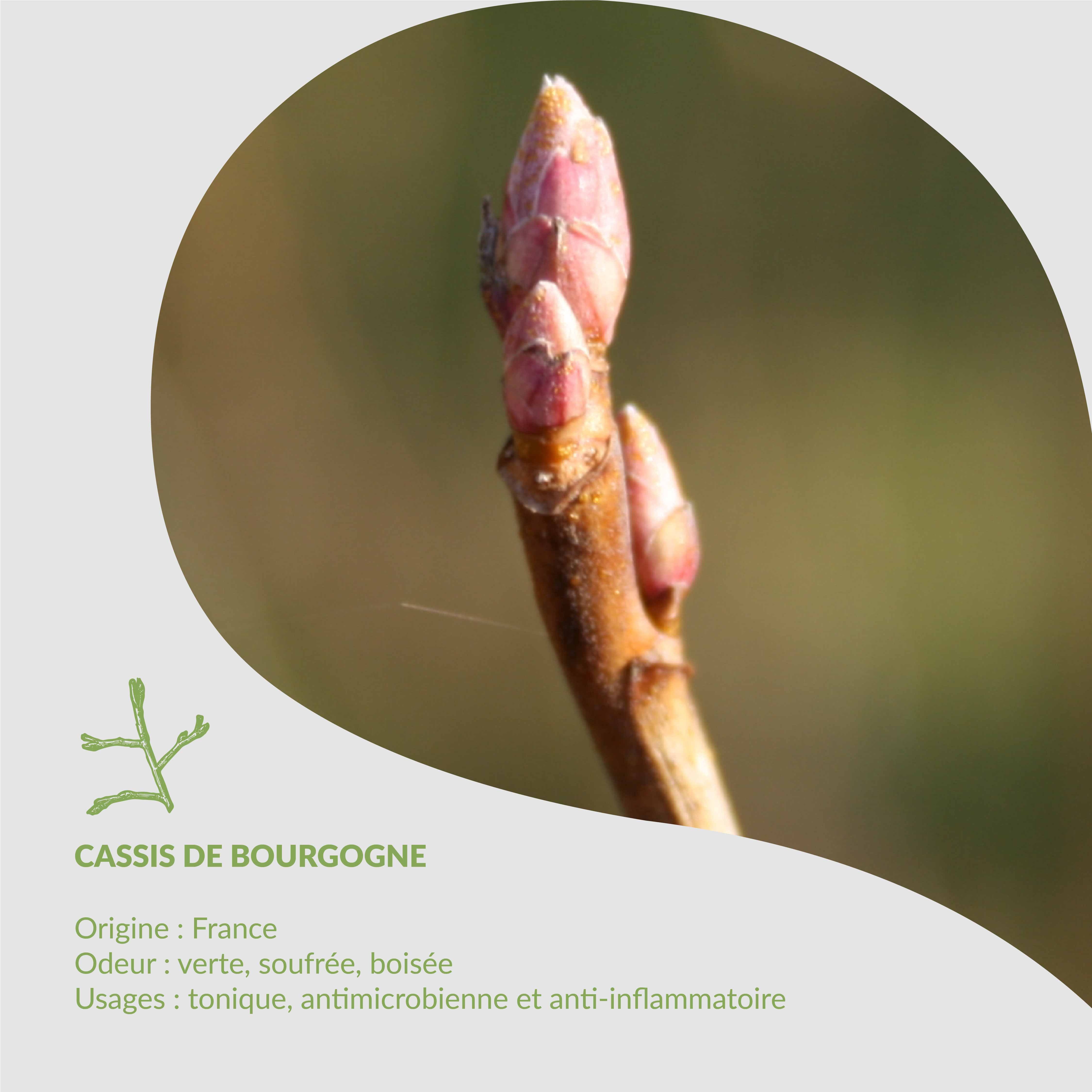 🌿Herbario de Essenciagua - Cassis de Bourgogne🌿