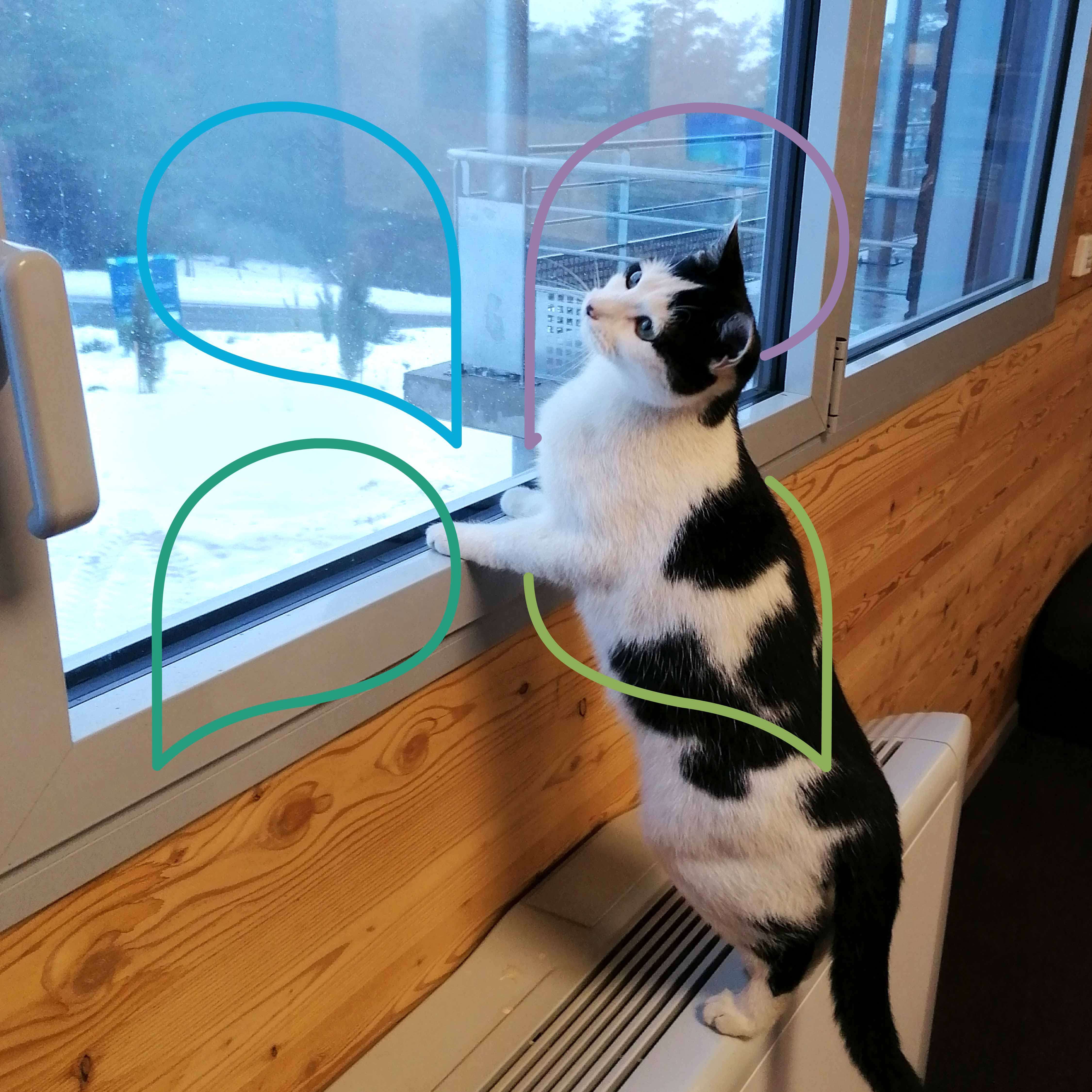 Cuidados diarios esenciales para los gatos